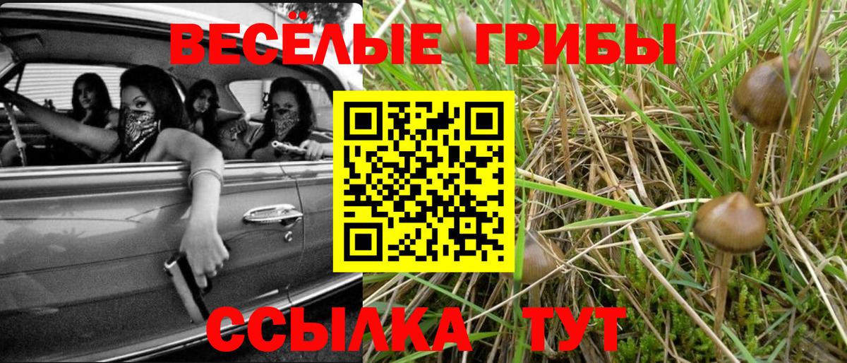 Галлюциногенные грибы Psilocybe Зеленодольск